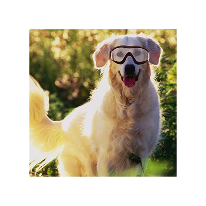 ULTECHNOVO Pet Goggles Eye Protective Glasses Anti-UV,Windproof,Waterproof Eye Goggles for Dog,Puppy (Transparent) - Image 3