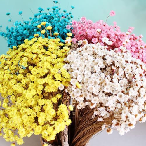 60 tallos de flores de margarita secas color teal miniatura 4