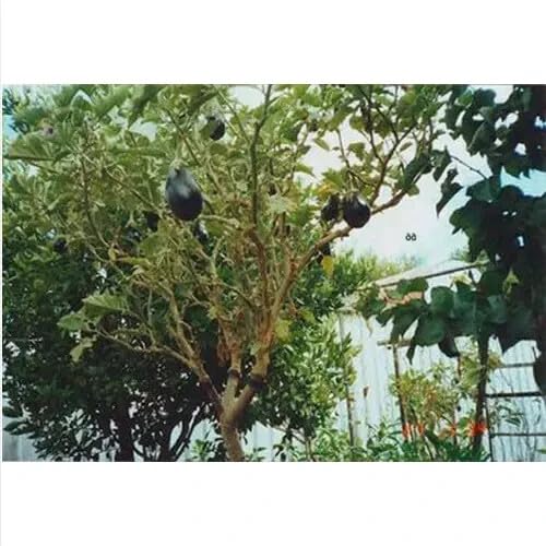100 SEMI SOLANUM TORVUM + OMAGGIO