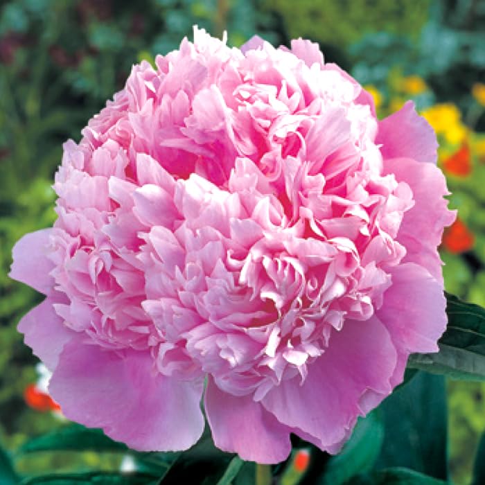 Amazon.co.jp: 芍薬 球根 桃花種 1株 しゃくやく シャクヤク