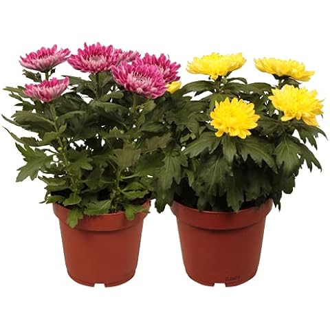 DECOALIVE Set de Dos Margaritas con Flor Plantas Naturales Cover
