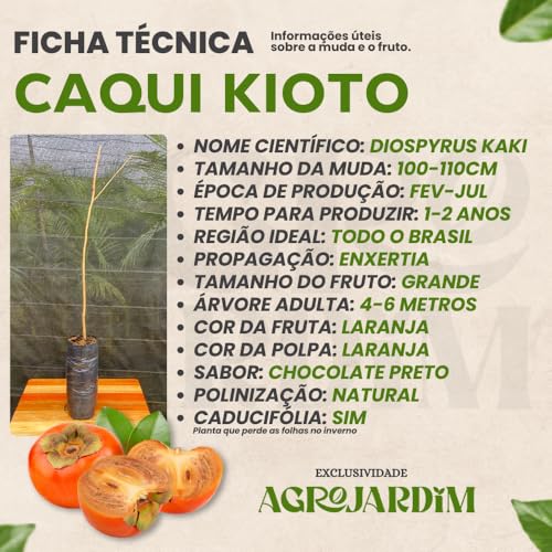 Muda Frutífera de Caqui Kioto Enxertada (Chocolate Preto)