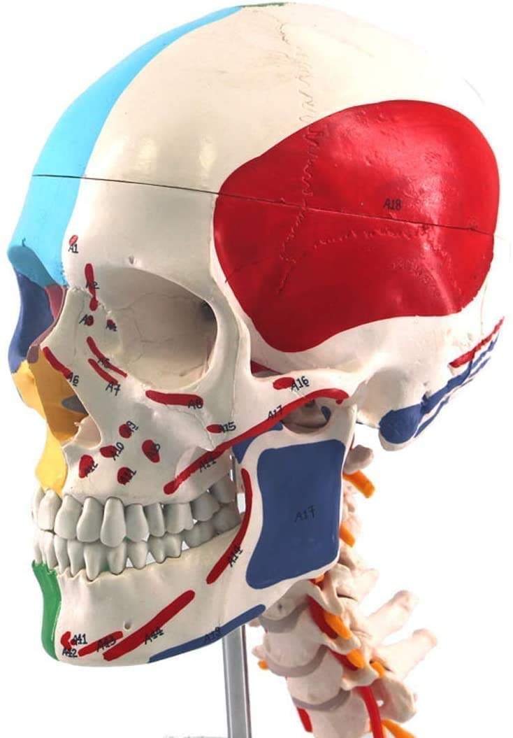 Modelo de Color educativa cráneo Humano anatómico, manuales para el Estudio de la Cabeza Esqueleto médico de la Columna Vertebral