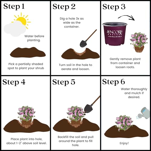 Encore Azalea Autumn Carnation Azalea 2 Gal, Semi Double Pink Blooms Encore Azalea Autumn Carnation Azalea 2 Gal, Semi Double Pink Blooms