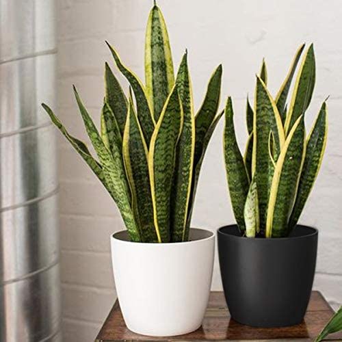 Roohi Plant Snake Yellow Plant with Pot 1