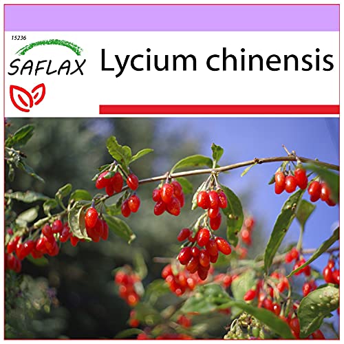 SAFLAX - Baya de Goji - 200 semillas - Lycium chinensis