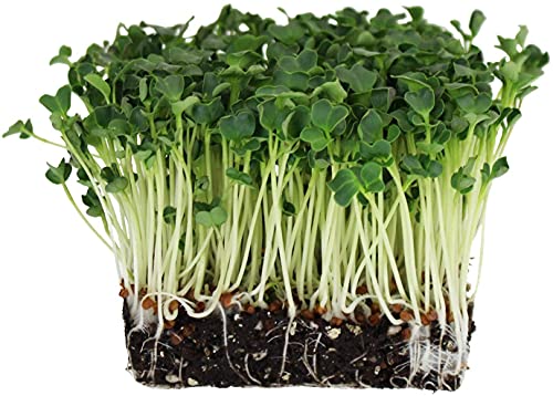 Image of SK ORGANIC Radish Seeds (Muli) for Cultivation and sprouting (250 gms)