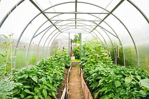 DEWAN SONS Imported 650-GSM Plastic Greenhouse Multilayer Poly Plastic UV Treated Dust-Proof Waterproof Sheet (18 x 15 ft - Transparent)
