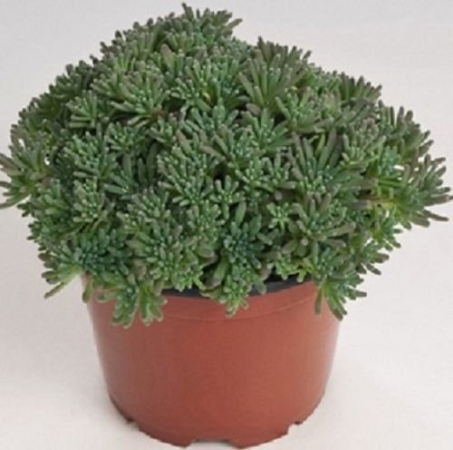 50 Sedum Semi Ramarro (Perenne)