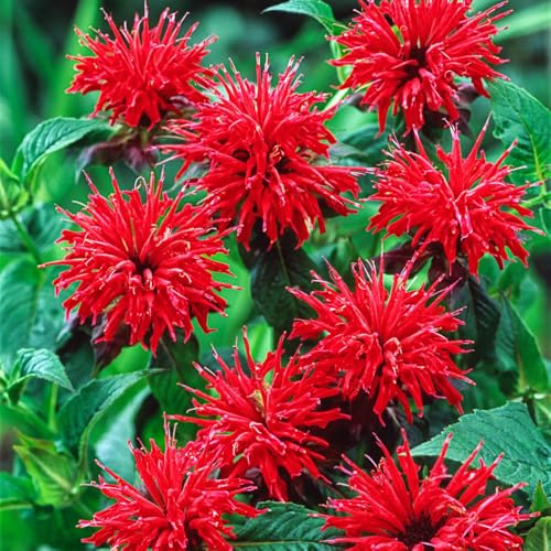 2 Red Bee Balm Plants Live Bee Balm Perennial Flowers Well Rooted Plug 3-5 Tall Indoor Outdoor