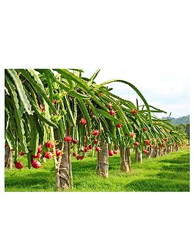 Image of Dragon Fruit Live Plant | Healthy Pitaya Cactus Plant for Home & Outdoor Gardening | Fast Growing | Easy Maintenance | Pack of 1
