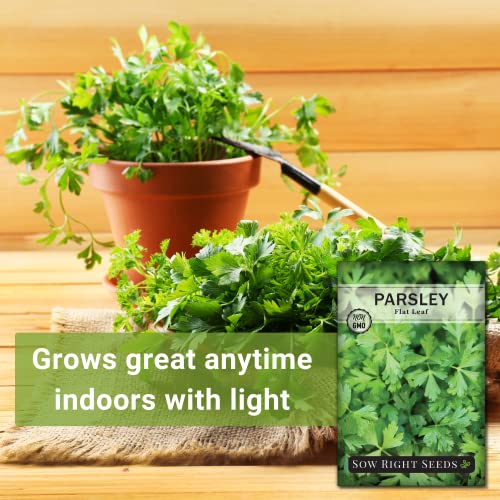 Sow Right Seeds - Flat Leaf Parsley Seed for Planting - Non-GMO Heirloom Packet with Instructions to Plant and Grow a Kitchen Herb Garden - Indoor or Outdoor - Great for Hydroponics Growing (1)