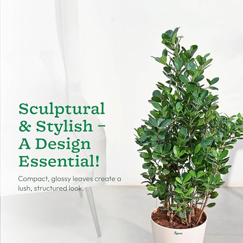 Image of UGAOO Ficus Moclame Plant - XL | Indoor Plant with Pot | Live Plants for Home & Living Room | Indoor Plants for Home Decor | Plants for Home