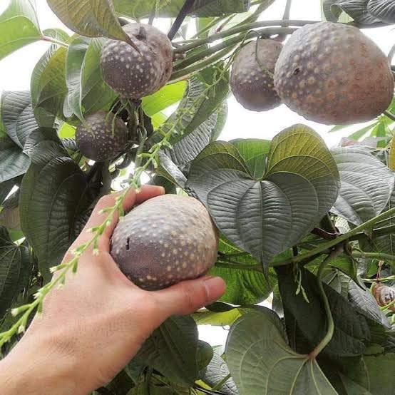 S. D ENTERPRISE All Time Best Testy (Kham Alu) Air Potato, Air Yam