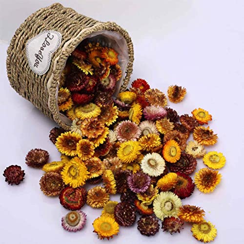 Natural Dried Daisy Flowers Heads - 30~40 Pcs Gerbera Daisies Faux Sunflowers Chrysanthemum, Dry Flower Arrangements For Wedding Decor, Home Party Decoration And Diy Craft (Multi Colors) #TOP1