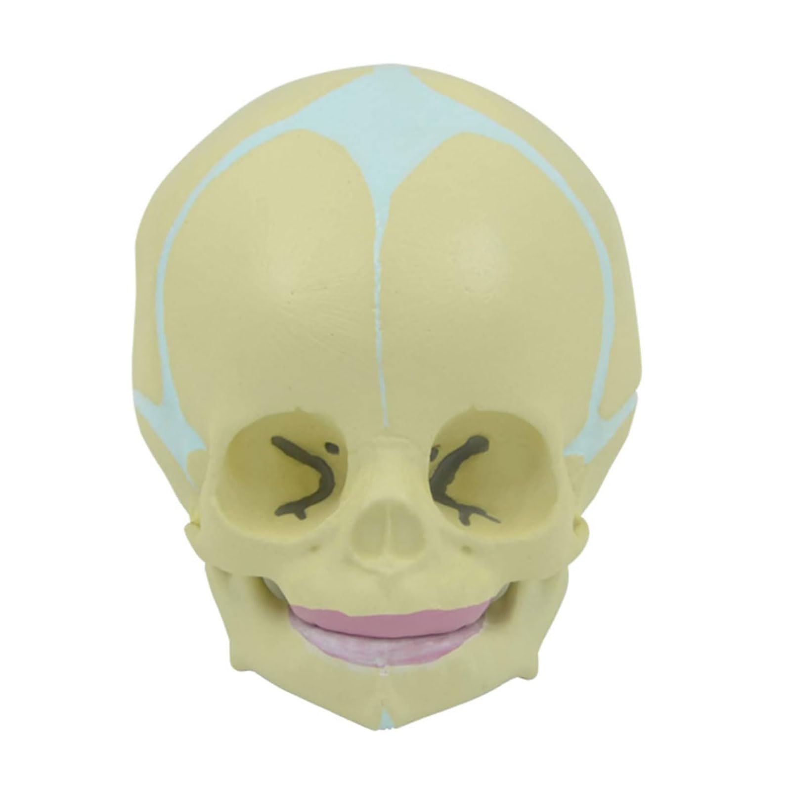 Human Body Model 1:1 Life Size 30 Weeks Baby Skull Model Human Skeleton Model with Movable Lower Jaw for Hospital Study Head Bone