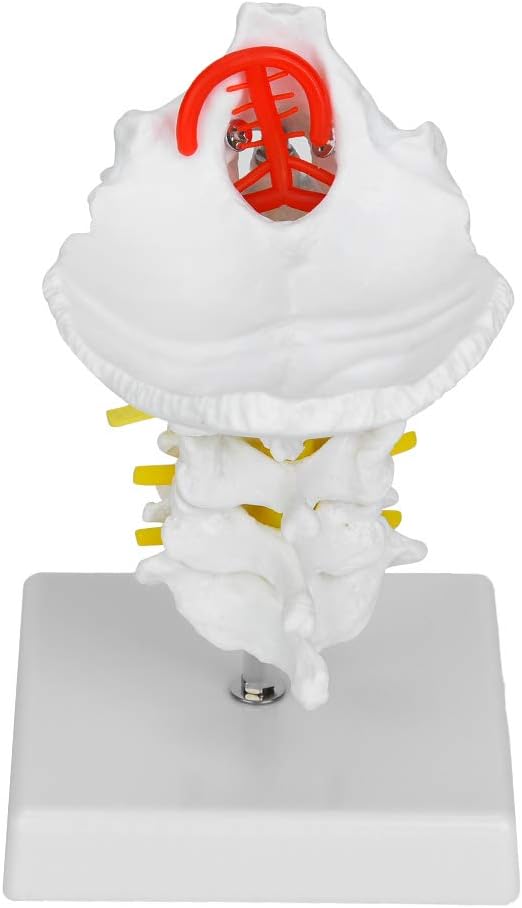 KTM Healthcare® Spine Model, Spinal Model PVC Material Vivid and Detailed Image with Base for Exhibitions for Medicine for Art Sketches