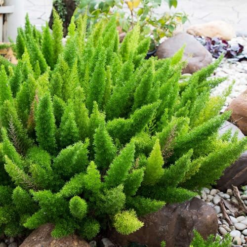 Asparagus densiflorus myersii, pianta coda di gatto vera, vaso 24cm, foto reali, pianta per cesti sospesi