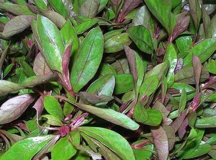 RED GUDRISAG/PONNANGANNI/JOYWEED/ALTERNANTHERA SESSILIS LIVE PLANT - 2 NOS (B0BLNCD21Y) Amazon Price History, Amazon Price Tracker