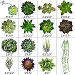 Pack of 17 Artificial Succulents Succulent Faux Succulent Floral Arrangement Picks Hanging String of Pearls Plant Three Dimensional Decoration Combination Flocking Realistic Succulents Plants