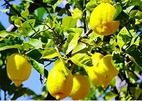 Dishita - Go Green Gandharaj Lemon Live Plant - Exotic Kaffir Lime, Makrut, or Mauritius Papeda - Fragrant Citrus Variety for Culinary Delights and Decorative Charm (B079K5YZJV) Amazon Price History, Amazon Price Tracker