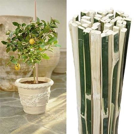Nazmul Bamboo Sticks for Live Plant Support (Pack of 15) Height 3 Feet (90CM) Long/Climbers Support for Live Plant 36 inches / 90 cm