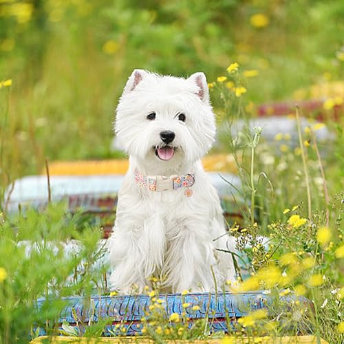 ARING PET Sommer Hundehalsband, Bunte Blumen Hundehalsband mit Schnellverschluss Kunststoffschnalle, Komfortable Baumwolle Halsband für Jungen und Mädchen Hunde
