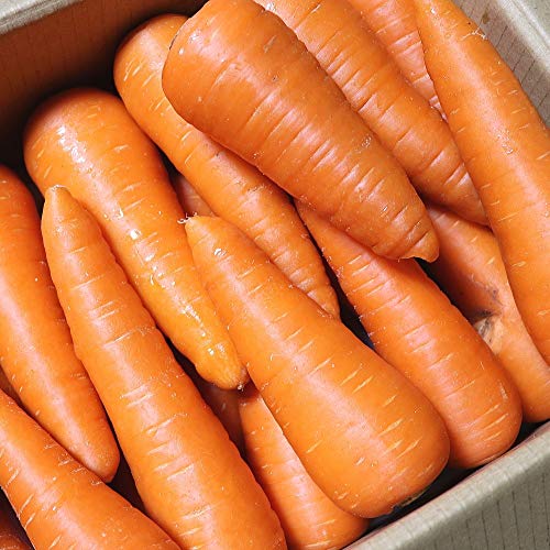 Nほんでもにんじん ニコニコ動画