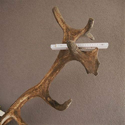GTK - Geweihe & Trophäen KRUMHOLZ Starkes 16 Ender ROTHIRSCH Hirsch Geweih Hirschgeweih mit ganzer Nase und Oberkiefer H111cm