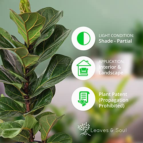 Leaves And Soul Fiddle Leaf Fig Lyrata Bambino Live Houseplant - Indoor Air Purifying Tall Plants - White Plastic Pot - Large Leaf Living Room Home Decor - Low Maintenance Cute Plants Gift #TOP1