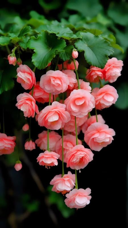 RADHA KRISHNA AGRICULTURE® Weeping begonia flowers bulbs | lite red flowers bulbs | Pack of 3 Bulbs (B0CQ6HRB8Y) Amazon Price History, Amazon Price Tracker