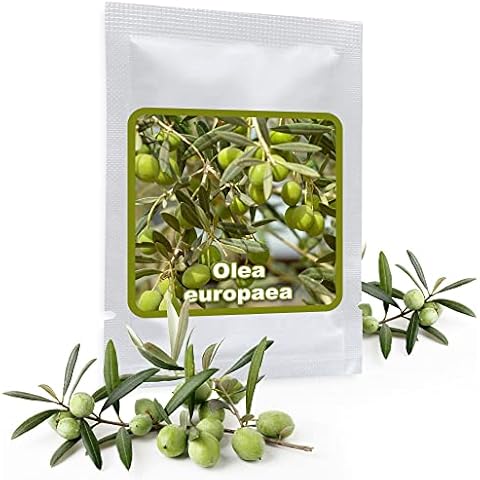 Olive Tree 10Pcs Seeds (Olea Europaea) - cultivable as Bonsai or Tree Cover