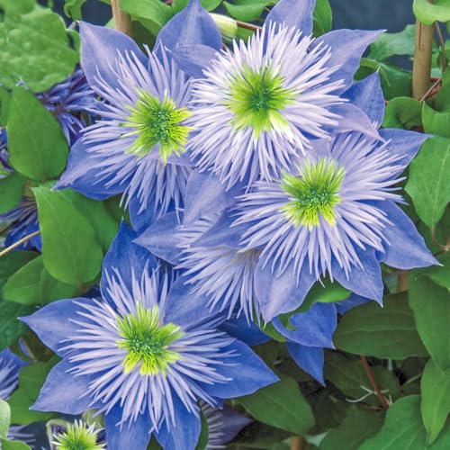 GARDENS ALIVE! - Crystal Fountain Purple Flowering Clematis Vine Dormant Bare Root Perennial Starter Plant, One Plant per Offer