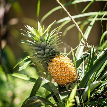 Mphmi Seedless Plant Fruit Plants Pineapple Plant | Ananas comosus � Plants (B0CVVQQN6Q) Amazon Price History, Amazon Price Tracker