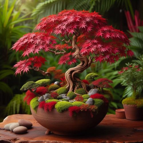 Image of Dwarf Redleaf Maple Tree Seeds - 50+ Seeds - Grow Indoor & Outdoor - All Seasons - Japan and Korea Origin
