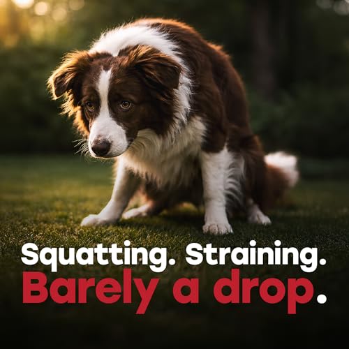 Image of Urinary Tract Supplement for Dogs - Cranberry & Bladder Support