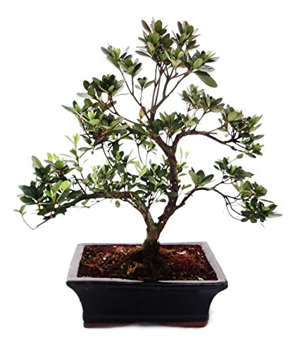 Bonsai Rhododendron simsii Azalea 20cm pot Outdoor Bonsai