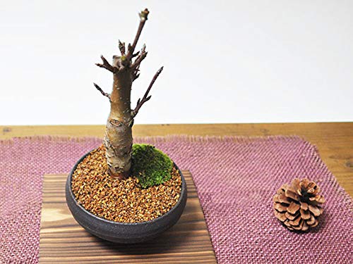 Amazon.co.jp: 盆栽妙 深山カイドウの盆栽 50157A1057 : DIY・工具