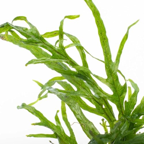Microsorium Trident plante verte décorative aquarium eau douce - 3