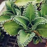 5 Live Kalanchoe Plants Mother of Thousands Mexican Hat Succulent Rooted Plants