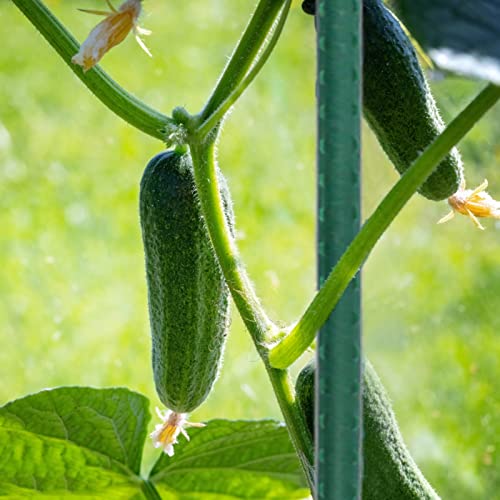 Hmdivor Garden Stakes 60 Inch Plant Stakes, Tomato Stakes, Pack Of 30 #TOP5