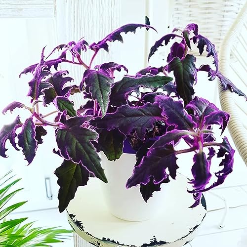 Purple Passion Plant - Royal Velvet Plant - 2 Live Starter Plants in 2 Inch Pots - Gynura Aurantica - Rare Indoor Houseplant