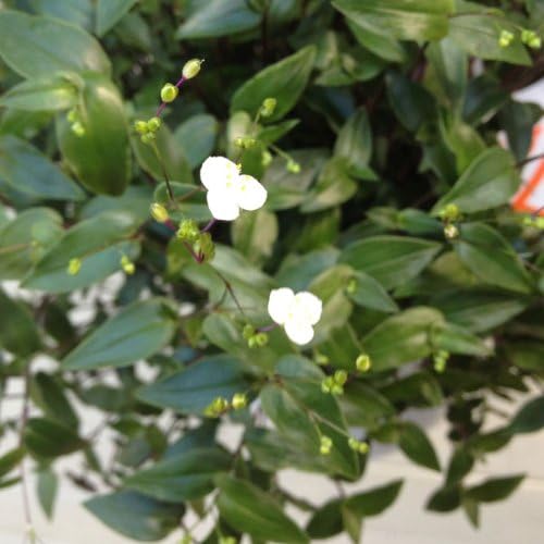 Amazon 観葉植物 鉢花 吊り鉢 ブライダルベール 観葉植物 オンライン通販