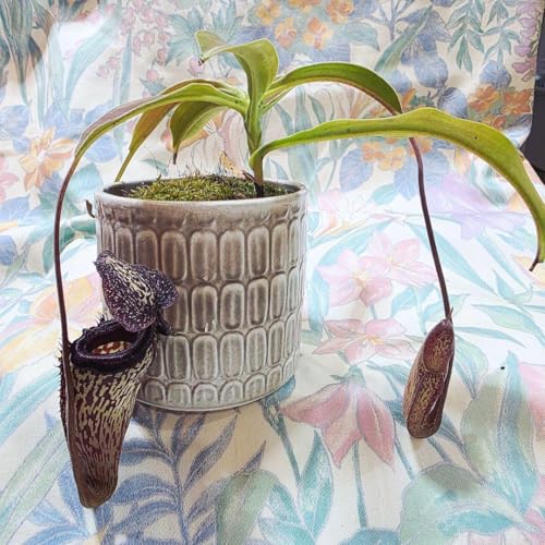 nepenthes LadyPauline