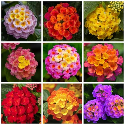 Lantana Flower Seeds for Planting - 300+ Mixed Color Flower Seeds to Plant Great for Hummingbirds and Butterflies