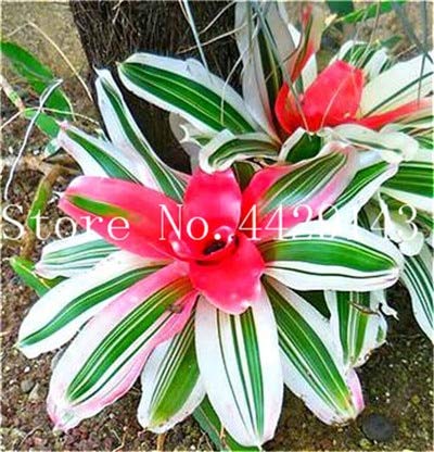 Semillas De Plantas De Jardín De Bromelia Tillandsia Bulbosa Mixtas Paquete De 100 Semillas