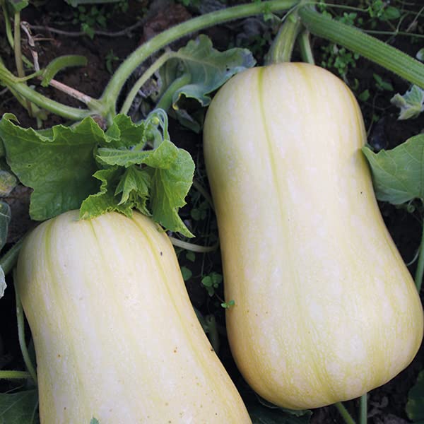 Royal Paradise Garden Rare Hybrid Squash " Harrier " Exotic 10 ...