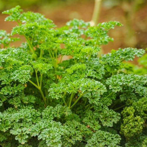 semillas de perejil, jardín, perennes resistentes orgánicas, variedades antiguas. raras 1000pcs