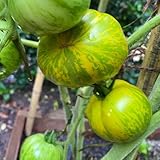 semillas de tomate para balcón - variedades antiguas resistentes exóticas interior, decorativa, jardín 100pcs