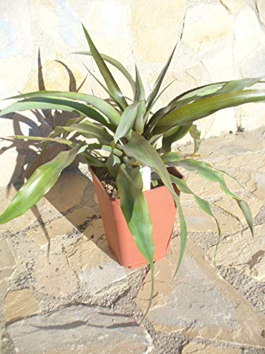 Echte ananaplant, vruchtananas, ananas comosus, 65-75 cm, piña eetbare vrucht - Image 4